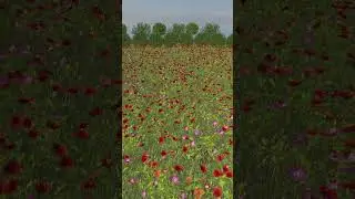 Godot ProtonScatter test (grass, flowers with Quixel Megascan) 
