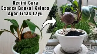 Bongkar Ground Bonsai dan Expose Akar Bonsai Kelapa 