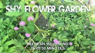 The Shy Flower Garden II iPhone 6s II Imam Hasan