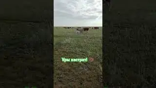 Ұры кастрат! 🦬