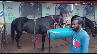 Tallest horses and Kangkayam bulls |Anthiyur horse fair|.அந்தியூர் குதிரை திருவிழா