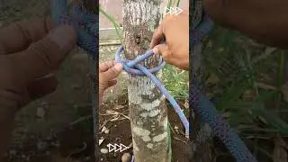 Amazing Clove Hitch Knots  #knotskill #knot #knottutorial