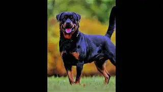 Rottweilers are the best #trend #shorts