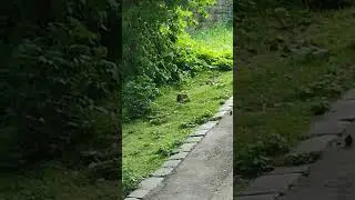 Крыса. 🐀