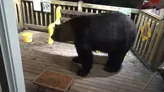 BLACK BEAR VISIT ON THE DECK