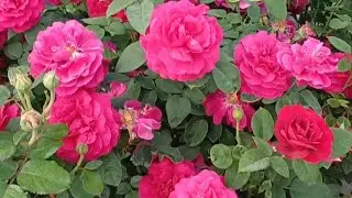 Цветные розы🥰❤️❣️❤️3 часть. Красные....❤️ Цветение и краткий обзор.#уральскиерозы#розы #красныерозы