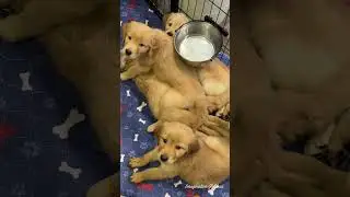 Need to de-stress? 8 Mins of Puppy Playtime!