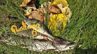 ГРИБАЛКА УДАЛАСЬ. ЛОВЛЯ ЩУКИ НА ВОБЛЕРА С БЕРЕГА ВЕСНОЙ