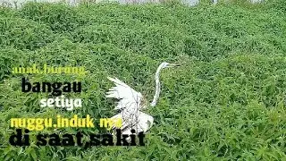 anak burung bangau setiya sama, induk nya disaat induk nya sakit.
