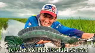 C4NTIK‼️SENSASI DARI IKAN INI GAK PERNAH ADA DIJUAL DIPASAR | CASTING TOMAN