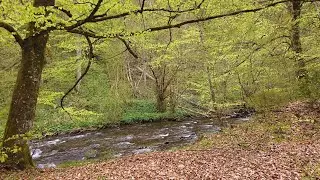 ВЕСНЯНІ  КАРПАТИ, ОСА СТІЙ частина 1