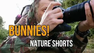WILDLIFE PHOTOGRAPHY Photographing WILD BUNNIES in Norfolk [Nature Shorts]