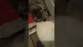Коты 