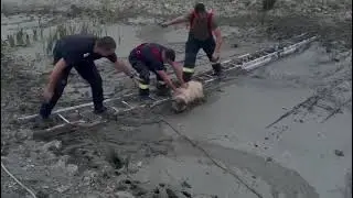 oi scoase din mâl la Posesti