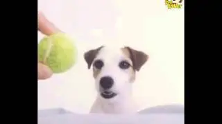 Stupid dog