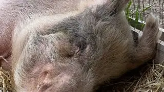 Arthurs Acres Animal Sanctuary is live!