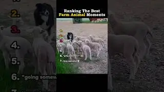 Ranking The Best Farm Animal Moments