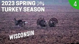 HARD GOBBLING FIELD TURKEYS | WISCONSIN TURKEY HUNTING