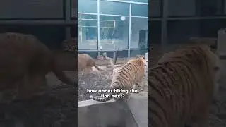 Mischievous tiger got its mouth tightly clamped by dog mom 