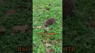 Не только страусы голову прячут