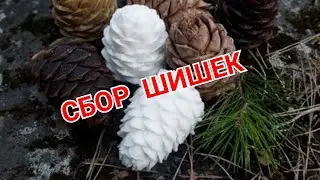 Pine Cones. Pine Nuts. How to Easily Shell Pine Cones.