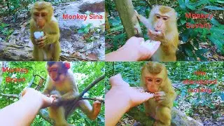 I give some rice to monkey Sina, Bravo, Sovany, and the new abandoned monkey, they are so hungry.