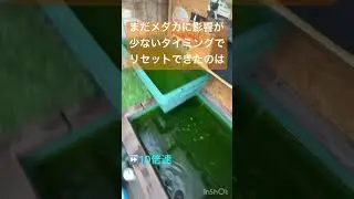 メダカ水槽198 水質悪化❓とりあえずリセット❗️#shorts #アクアリウム #メダカ #aquarium