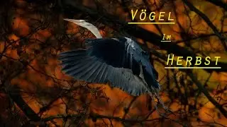 Birds in Autumn
