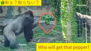 Haoko & Momoko are like a fresh couple. Riki is getting handsome｜Gorillas｜UENO ZOO｜ゴリラ｜上野動物園｜S03E002
