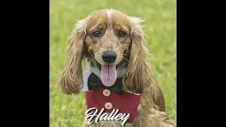 Halley