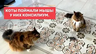 Лебеди с птенцами. Коты с мышами. Прощание с озером.