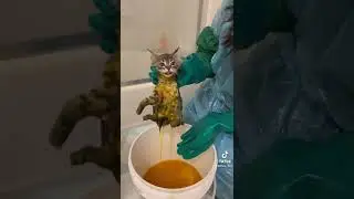 Ringworm Treatment in Kittens Pt.4