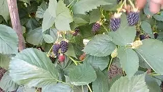 ЕЖЕВИКА сорт ЛОХТЕЙ супер ранняя ,созревание.