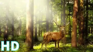 Magical Forest | Drone Aerial View | Royalty Free | Stock Footage | No Copyright Videos