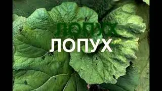 Настой,похожий на байкал