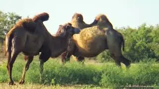 На длинных не русских ногах
