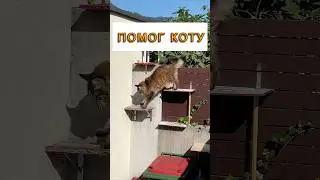 Помог больному коту, продолжение! #аксельфранк #мейнкун #2k #shorts