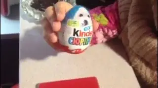 Киндер Animal Planet. Открывает DASHULYA
