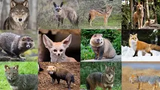 All Wild Dog Sounds