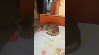#кошечка Марго 5#сентября