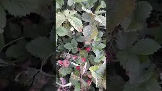 супер урожай земляники