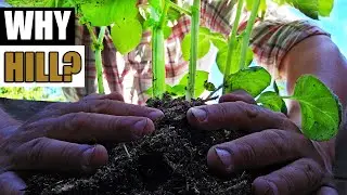 Why Do We Hill Potatoes? - Garden Quickie Episode 151