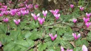 "Alpenveilchen in der Natur"-- Wolfgang Schmökel