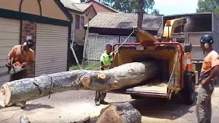 How to Cut Biggest Trees. Amazing Dangerous Wood Working Equipment Wood Machines Work