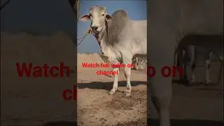 Sibi Breed bull 🐂🔥 #bull #cattle