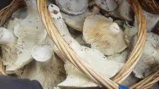 Еду из леса, везу грибы домой!