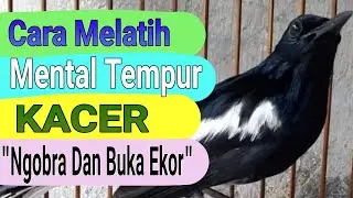 Cara Melatih Mental Tempur KACER agar Ngobra Dan Buka Ekor, Joss 99,9%