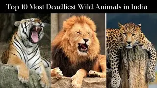 10 Most Deadly Animals Found in India 🐯🐍