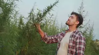 Hemp:  The Green Gold #hempcbd #cbdforlife #plants #savetheplanet