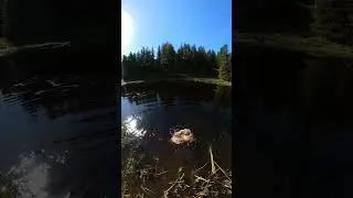 Top Dog 360ti